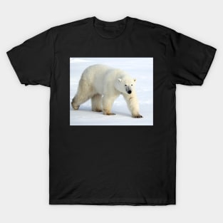 Large Male Polar Bear on the Tundra, Churchill, Canada T-Shirt